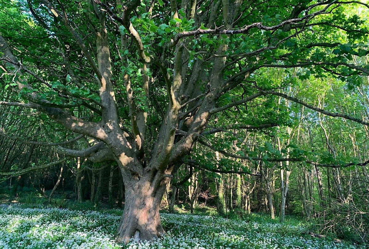 Forest Bathing at Cavehill Country Park, Belfast