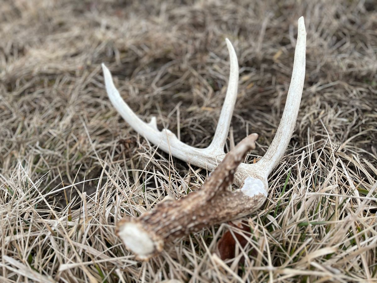 Exploring Shed Hunting: Learn the Basics (Central OH)