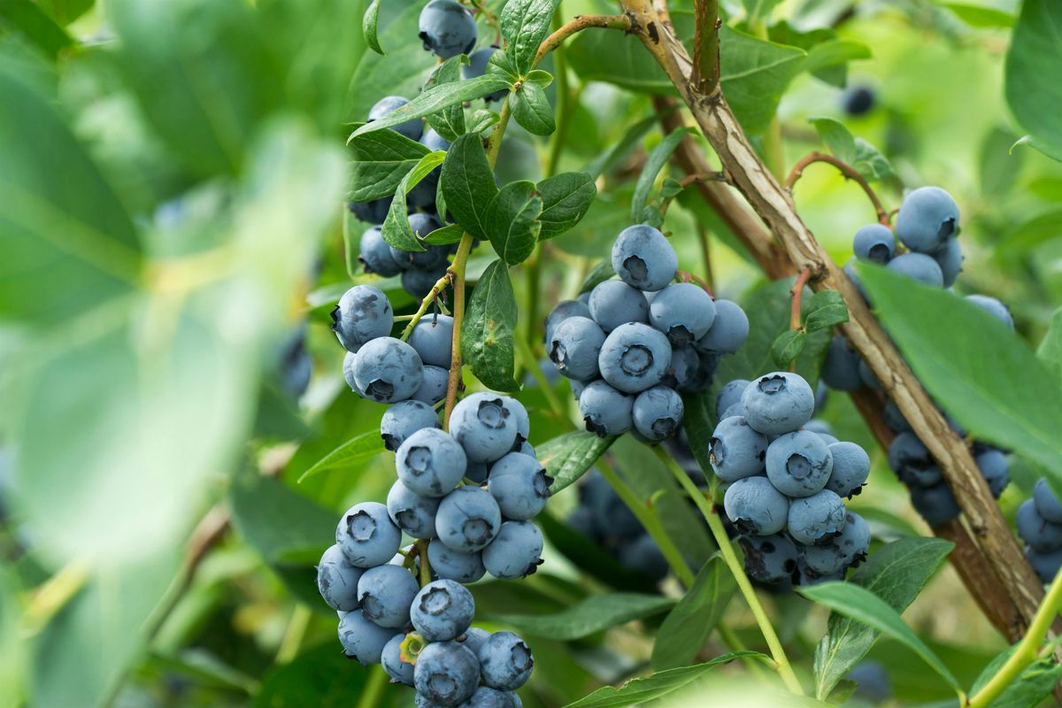 Blueberry Pruning with Monica Maggio of Core Home Fruit