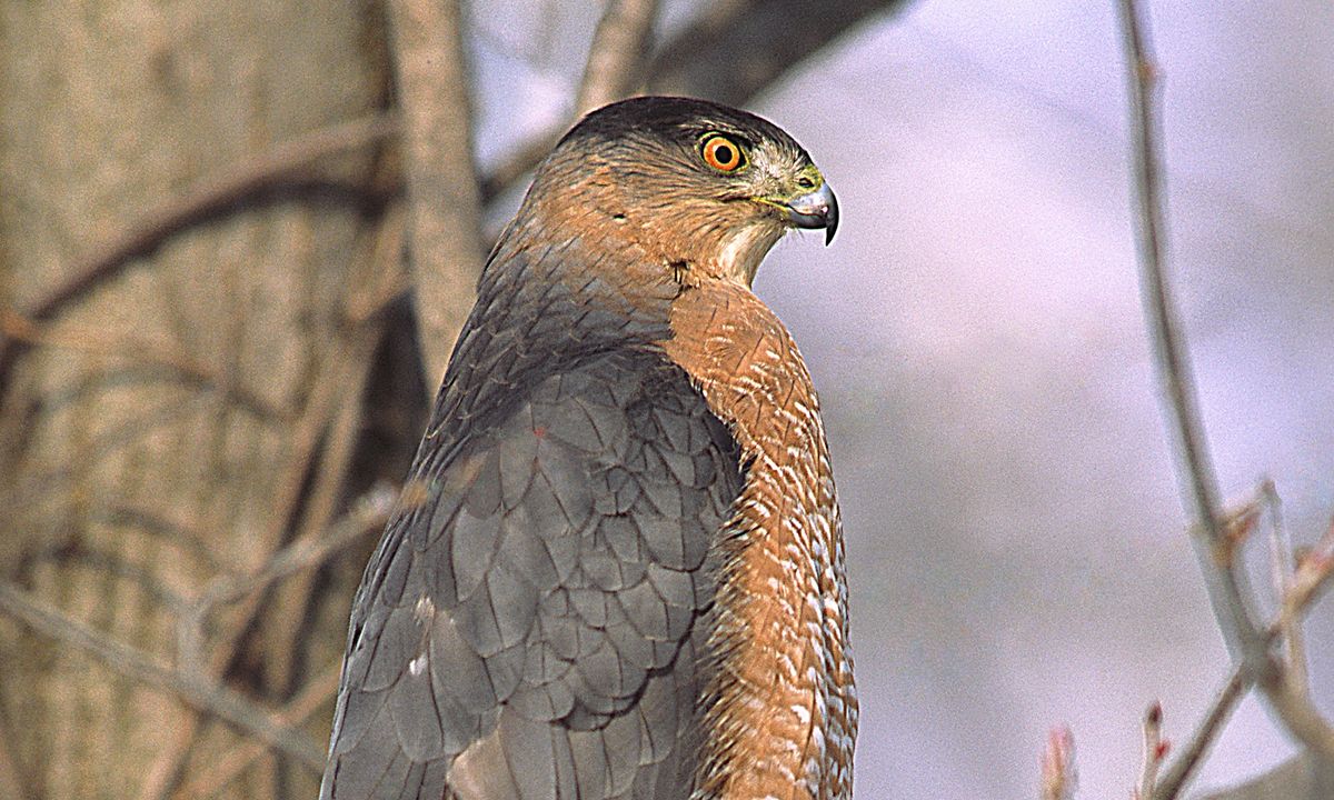 Beginner Birding Series: Birds of Prey