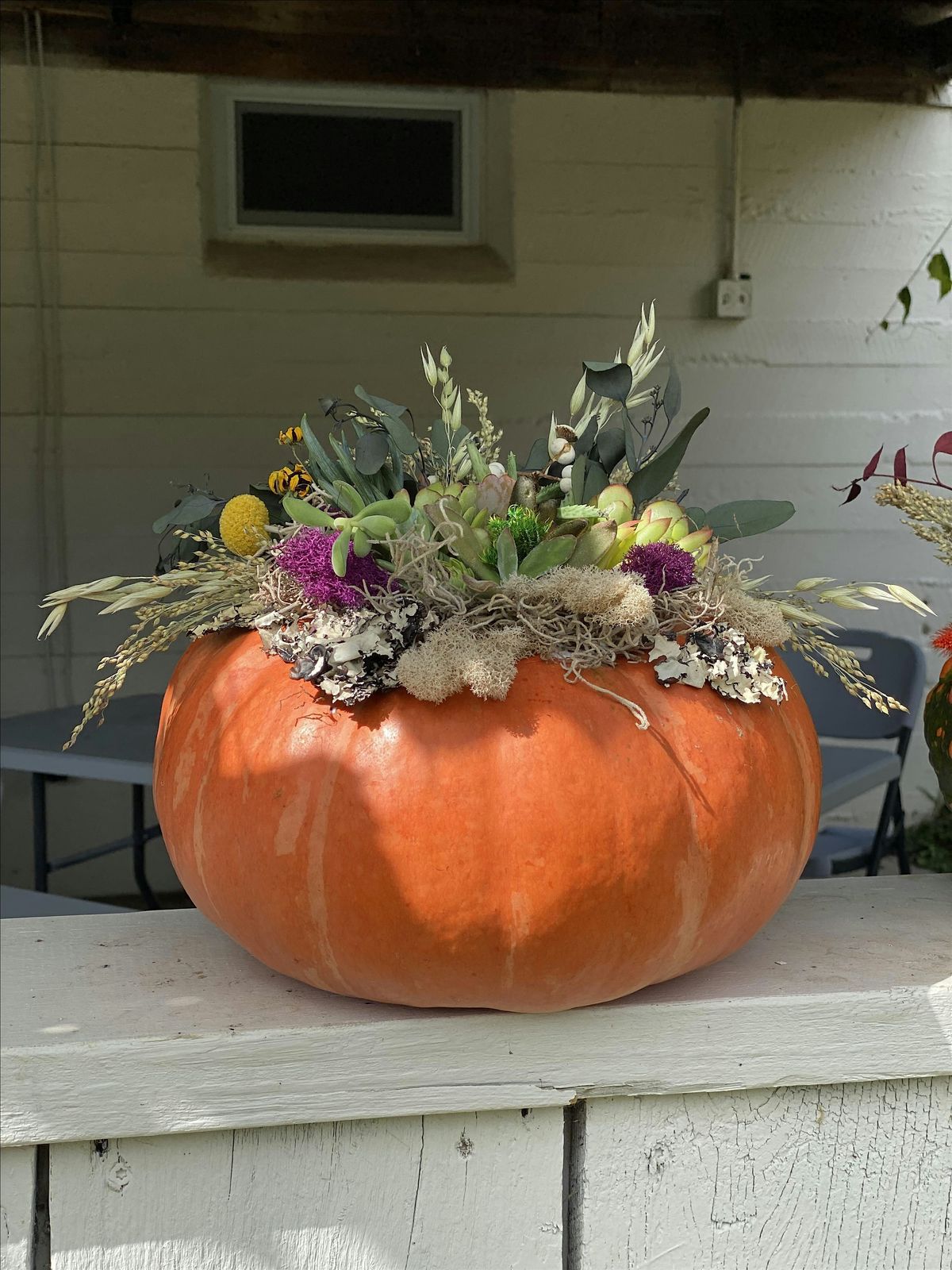 Succulent topped Pumpkin Workshop