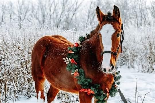 Jingle Bells Pony Rides