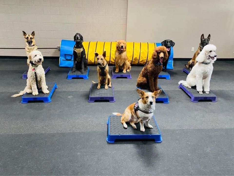  Group Obedience Class Series