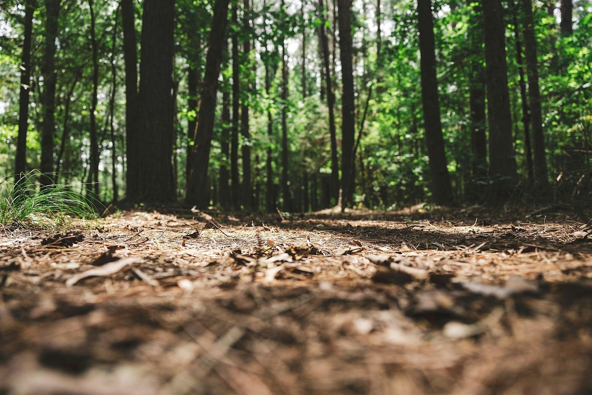 Rooted Reflections: Nature Journaling Workshop for Women