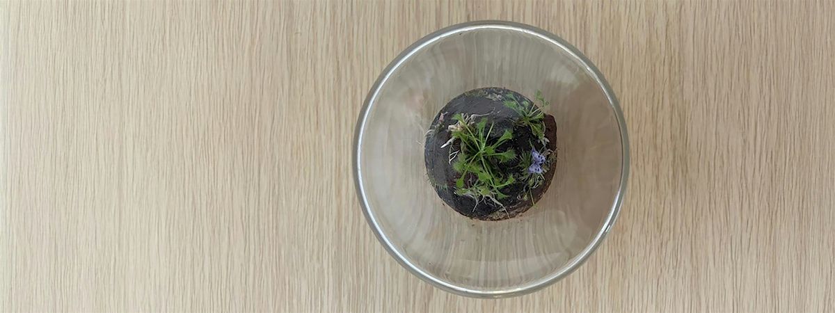 Terrific terrarium making