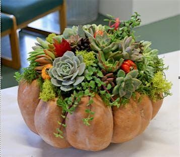 Pumpkin Succulent\/Centerpiece Workshop