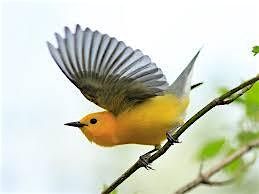 How Audubon is following the Prothonotary Warbler across the hemisphere