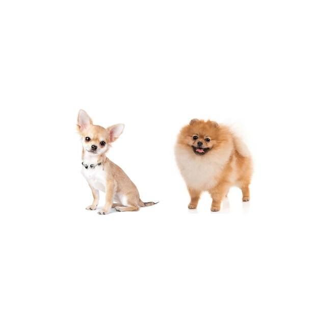 Chihuahua & Pomeranian Playdate