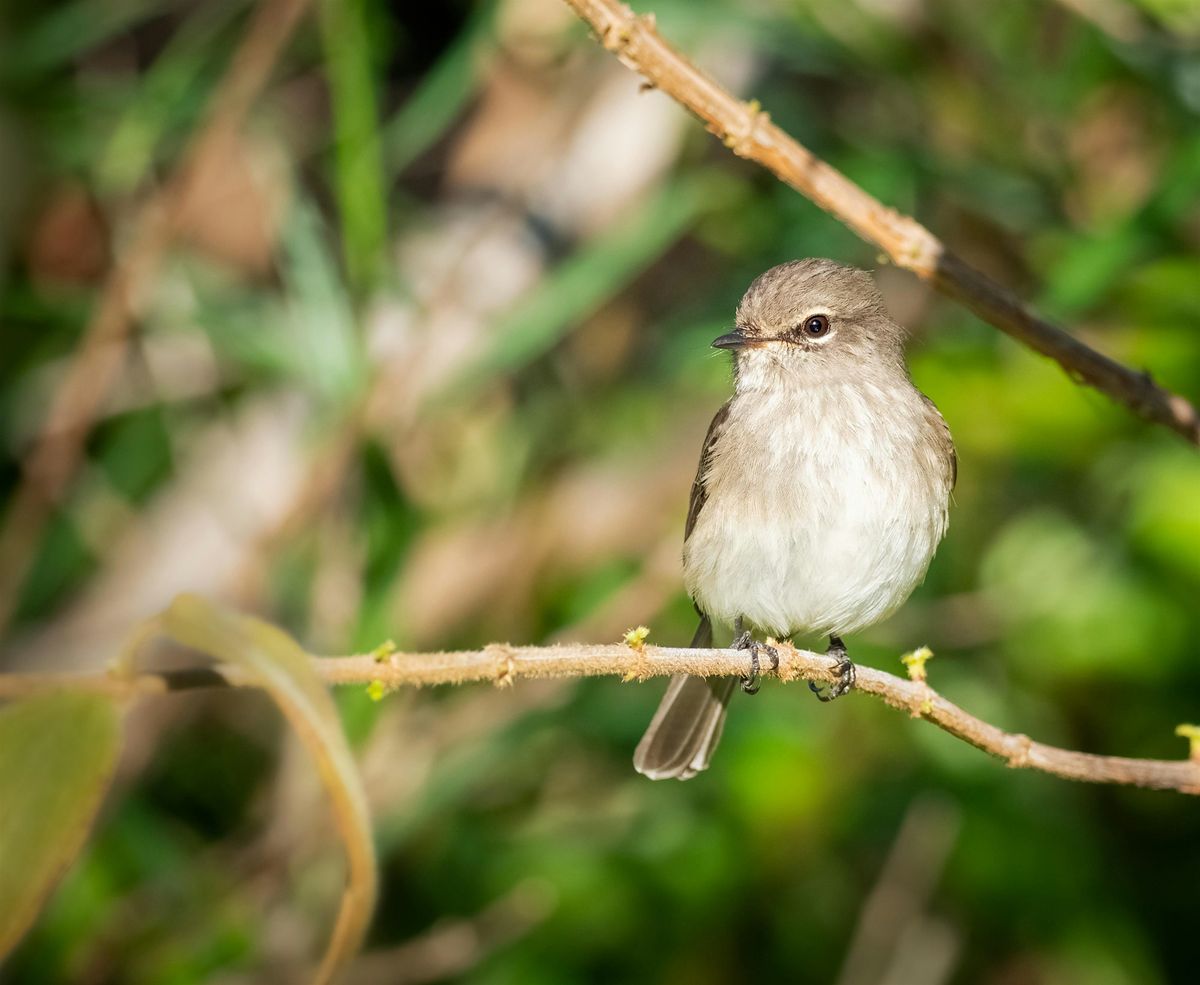 Birding at Burden July 2025