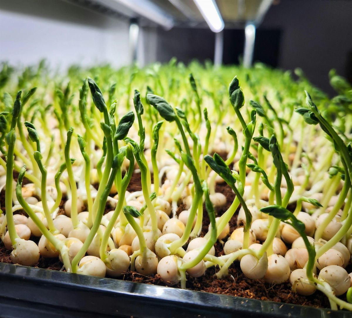 Grow Microgreens at Home: Indoor Soil-Free Gardening