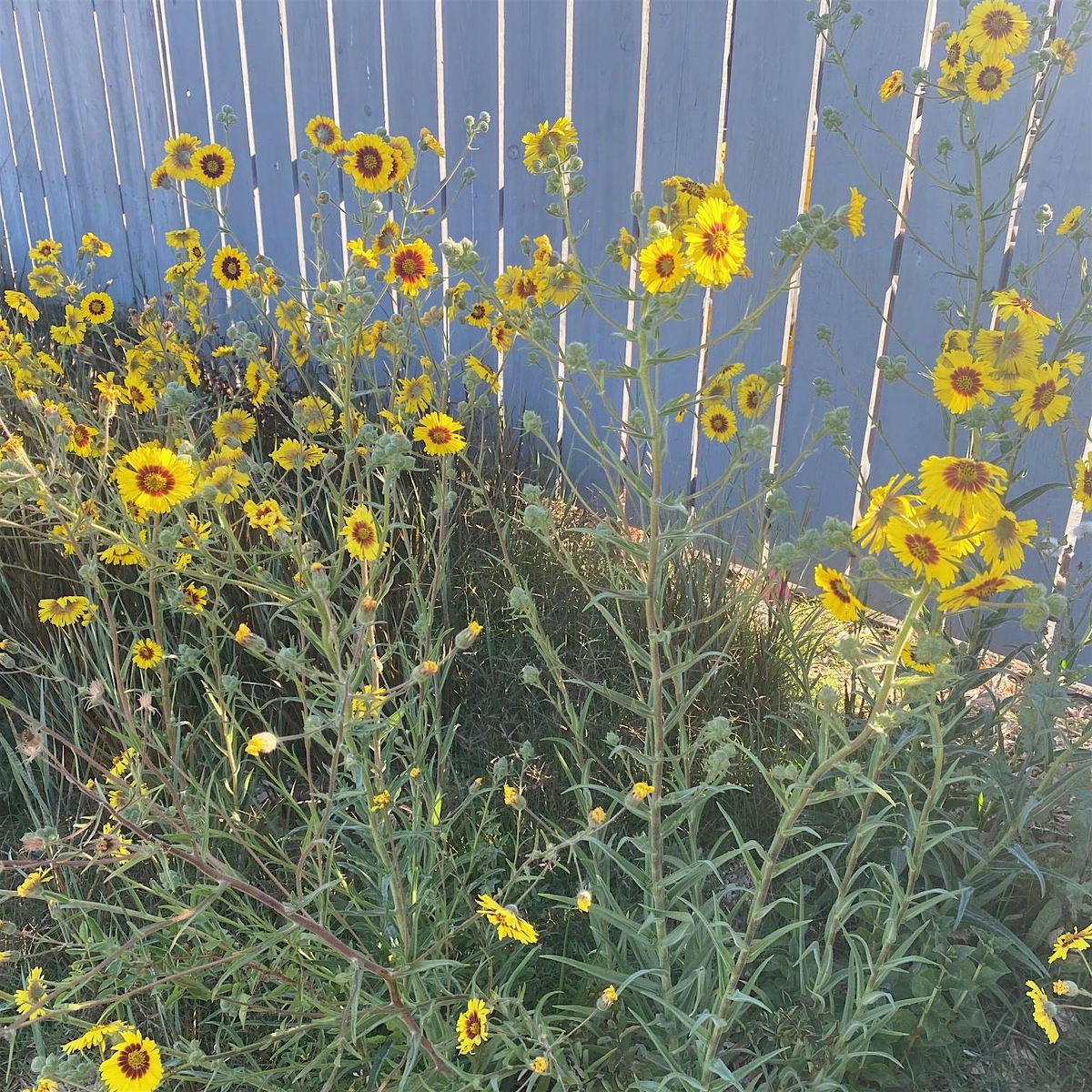 Native Plant Garden Volunteer Day at the Laguna Environmental Center