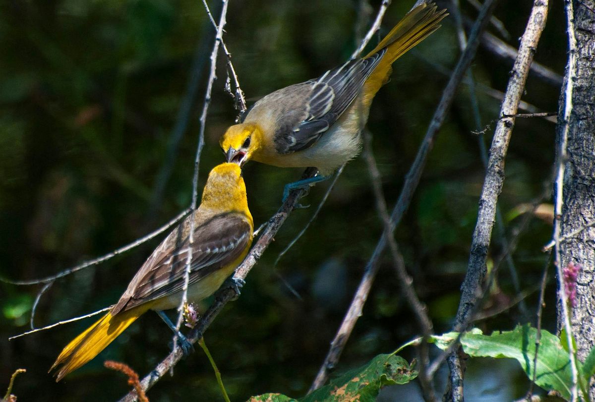 Guided Bird Walk - Weekend