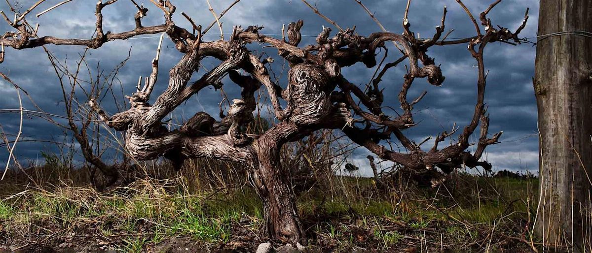 SECRET CELLAR: Shiraz-sational Barossa Dinner (14 to 19 yo wines)
