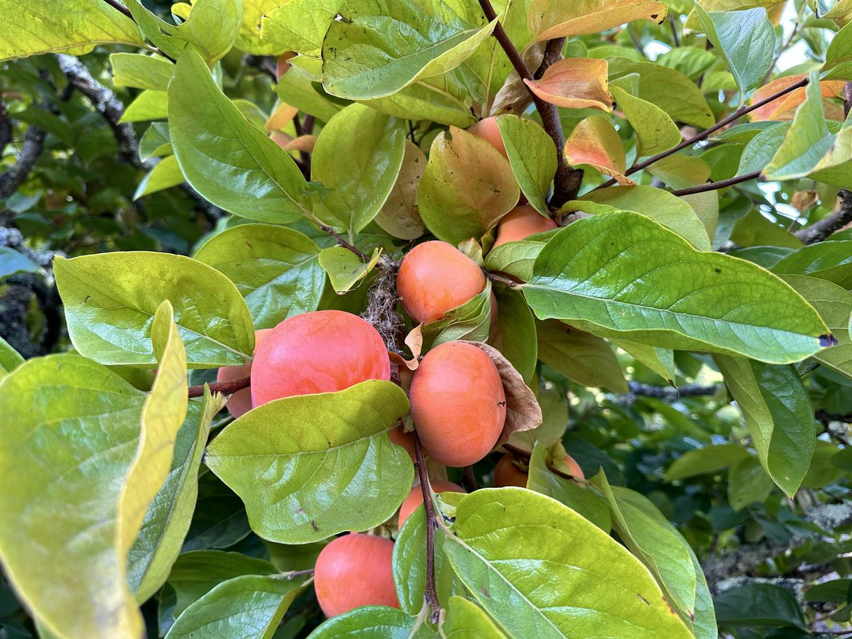 Fruit Rescue - San Ramon \/ Danville \/ Alamo Area