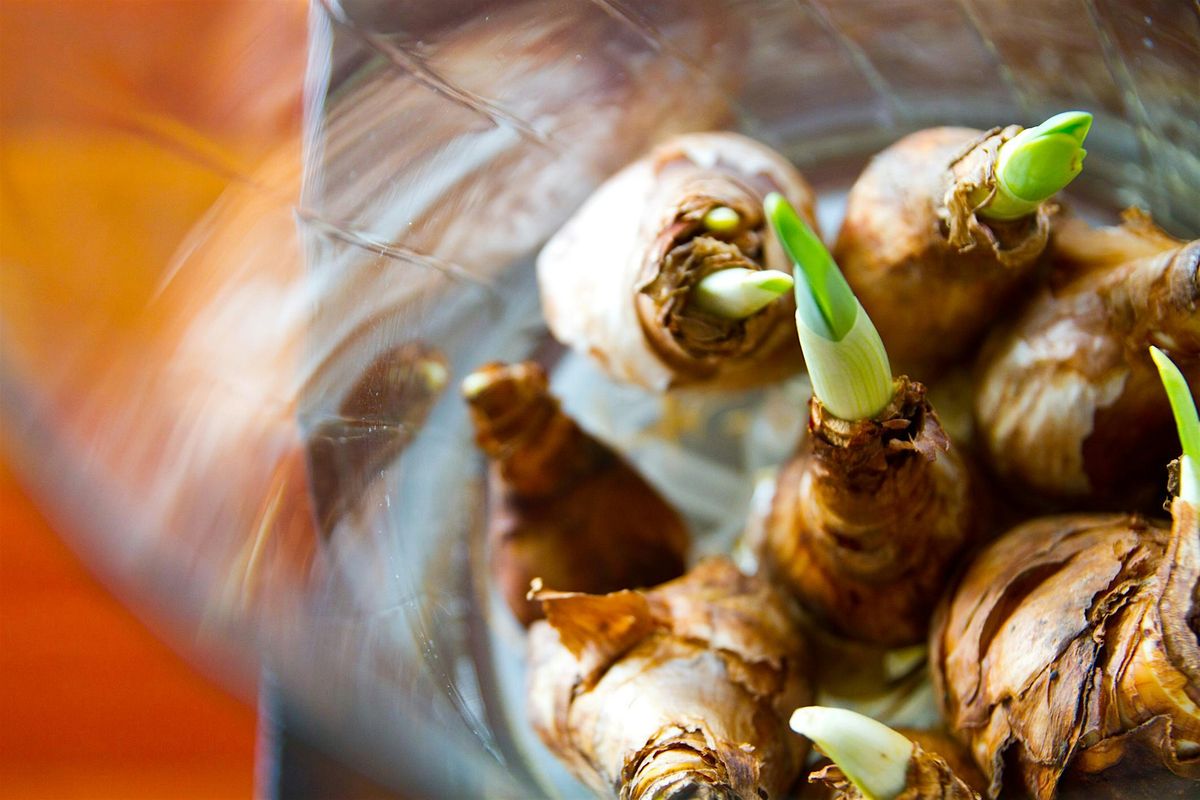 Growing Flower Bulbs Indoors Class and Workshop at Stark