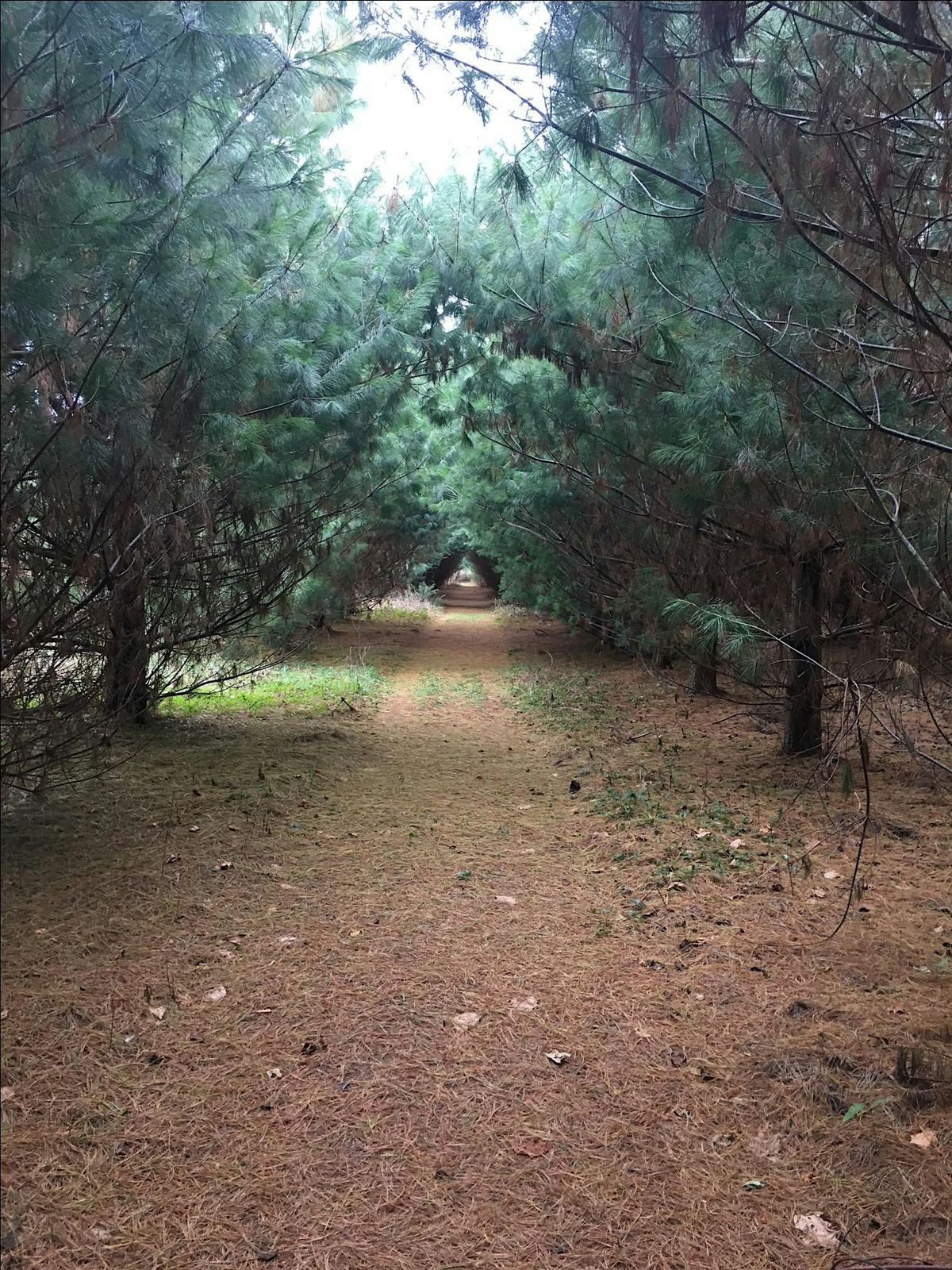 Forest Therapy Walk at Ambler Flatwoods