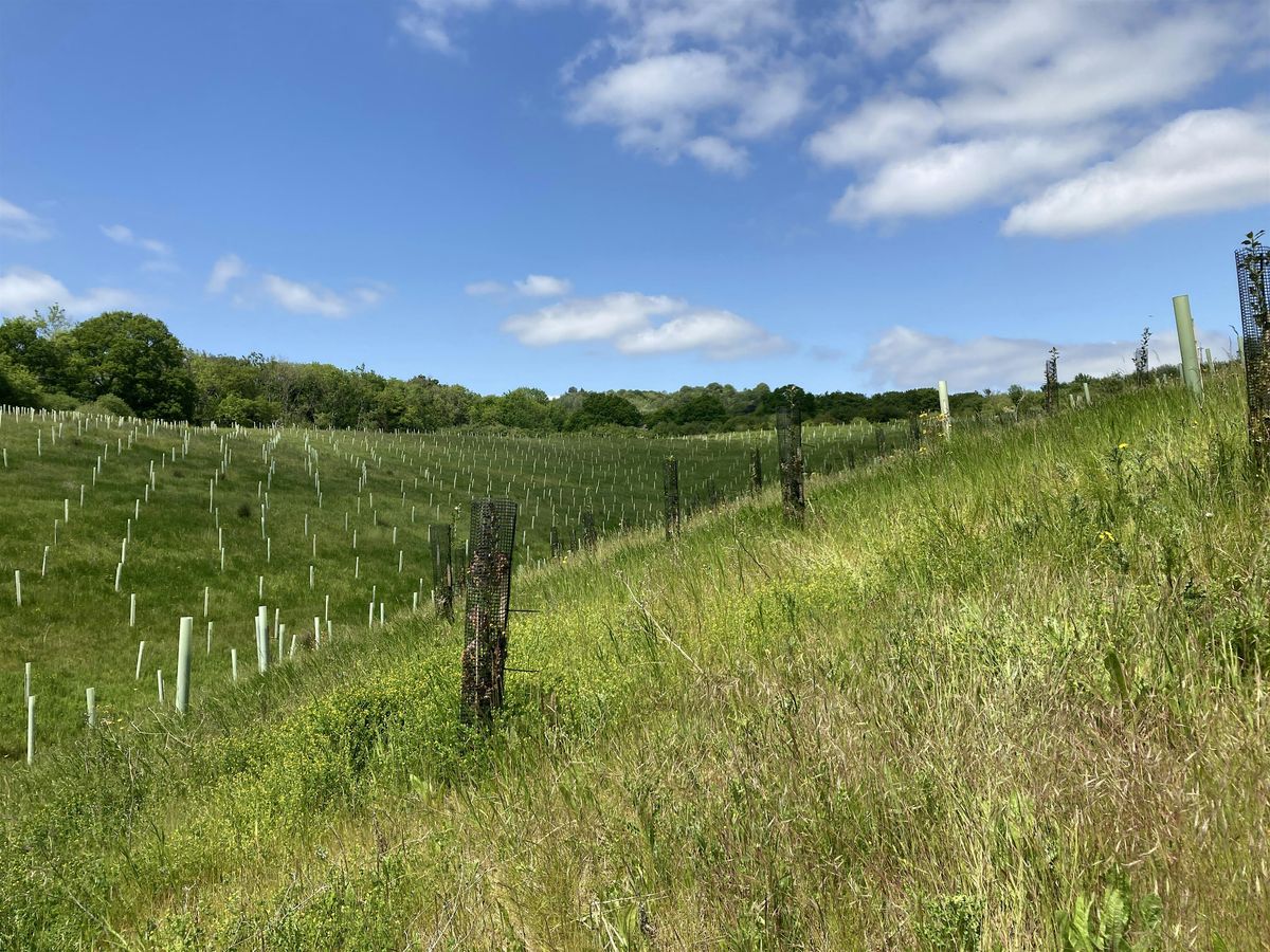 Farm Tree Planting Event in Horley