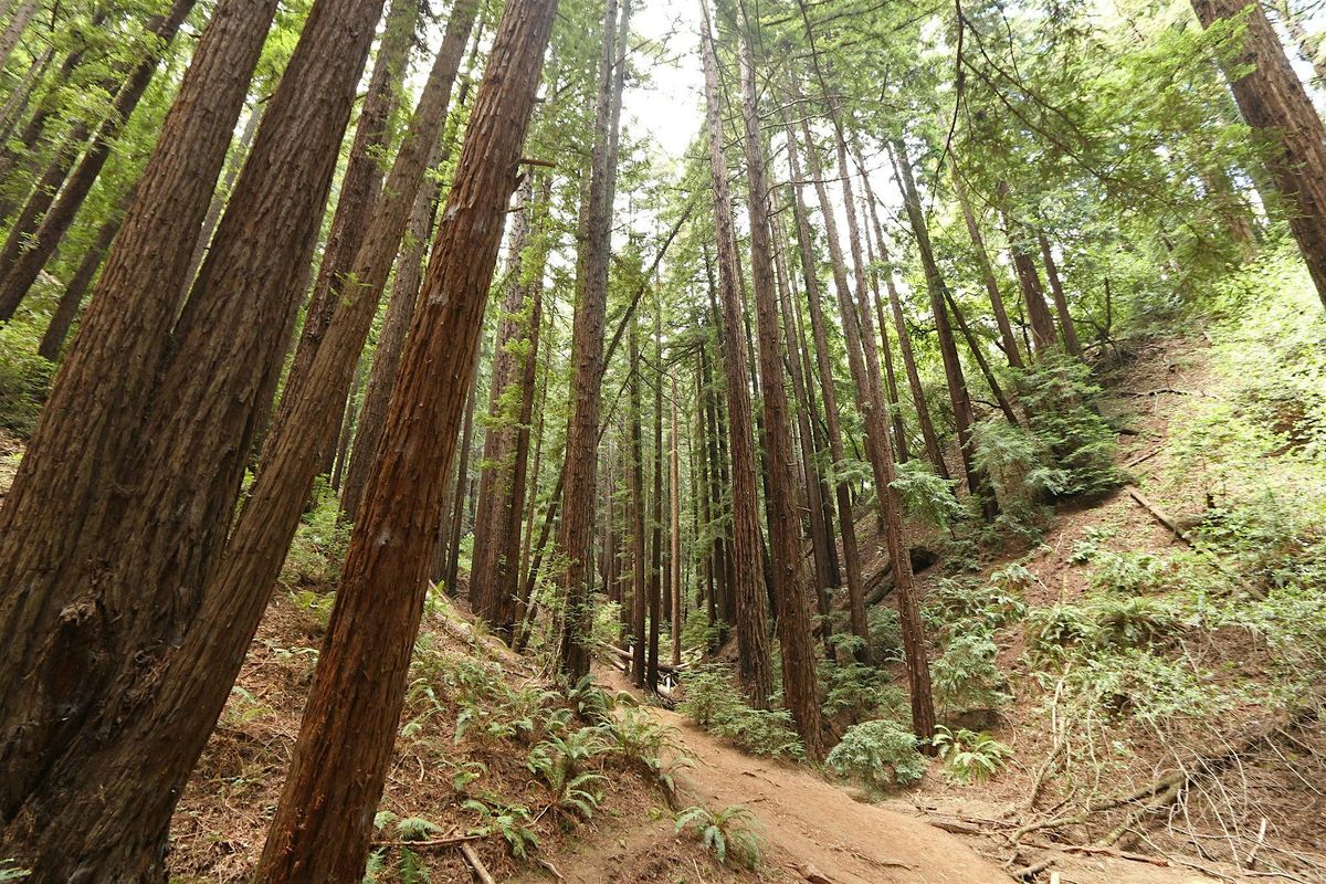 Redwood Ramble