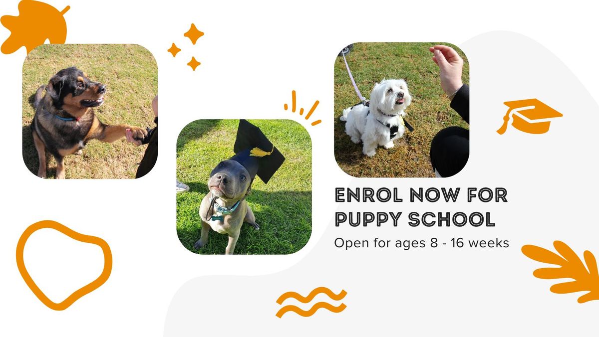 Beau's Training School: July Puppy classes