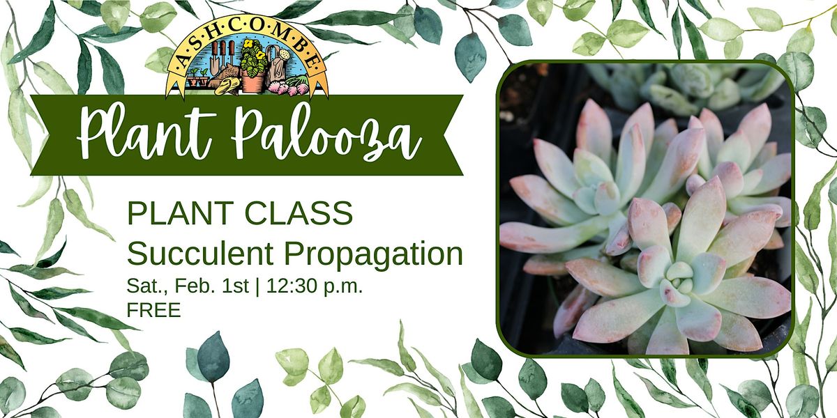 Succulent Propagation