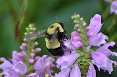 Heel Hike Fundraising for Bees
