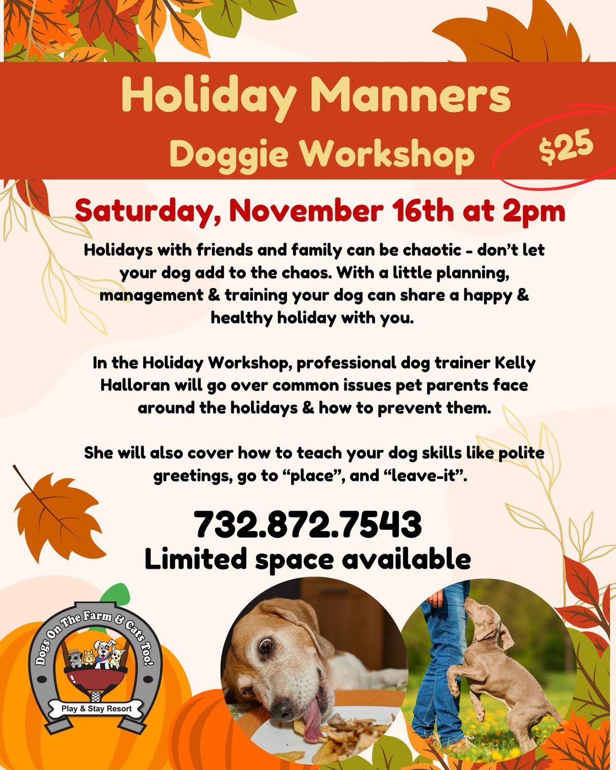 Holiday Preparedness Workshop for Dogs