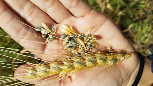 Slow Food East Bay's Grains Fest!