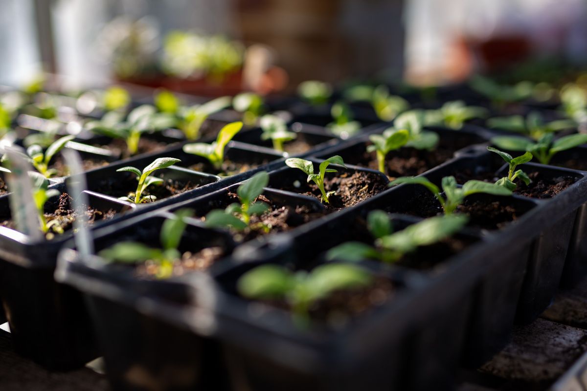 Starting Seeds 