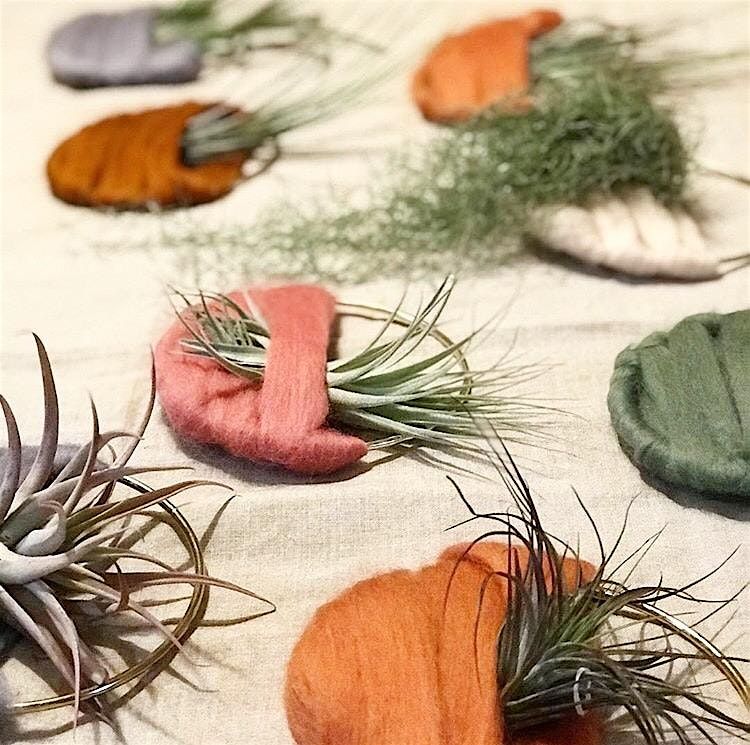 Air Plant Home Workshop at Mystique Barrel Brewing