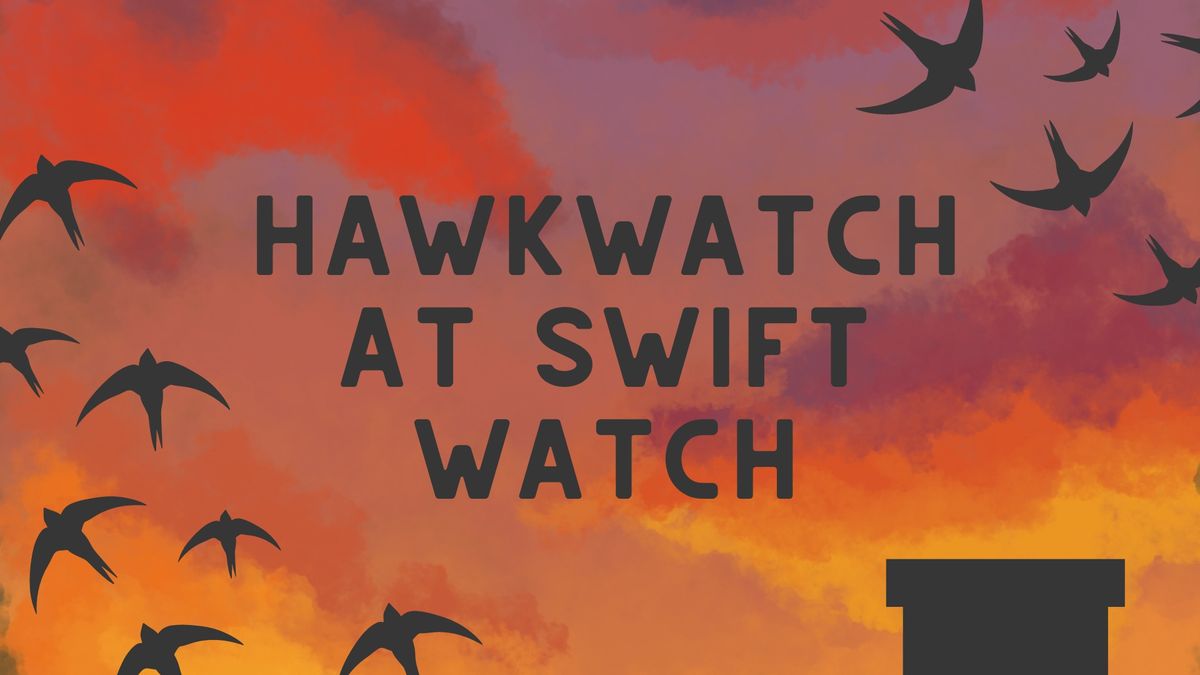 HawkWatch at Swift Watch!