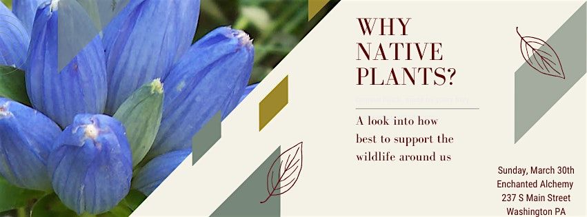 Why Native Plants?  A look into how best to support the wildlife around us