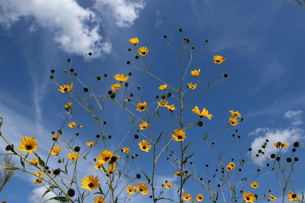 Pepper Ranch Preserve Native Sunflower Viewing 2025