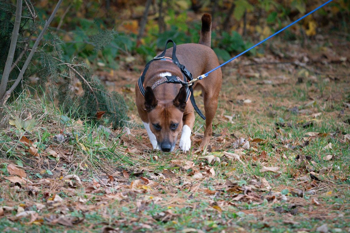 ABI Country Harvest Country Rat Race Trials