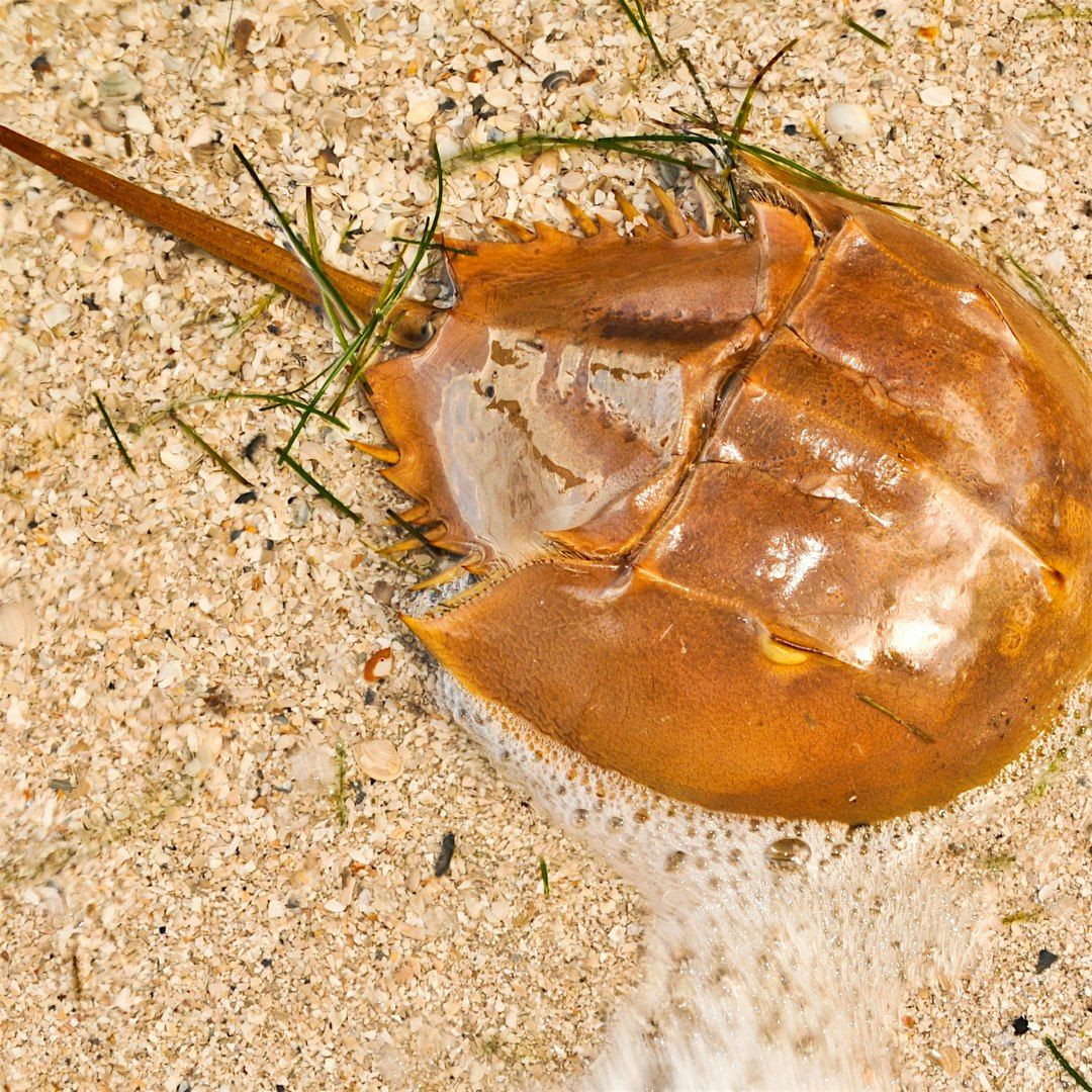 Ancient Invertebrates:  Horseshoe Crabs Hike at Donald B. Moore Preserve