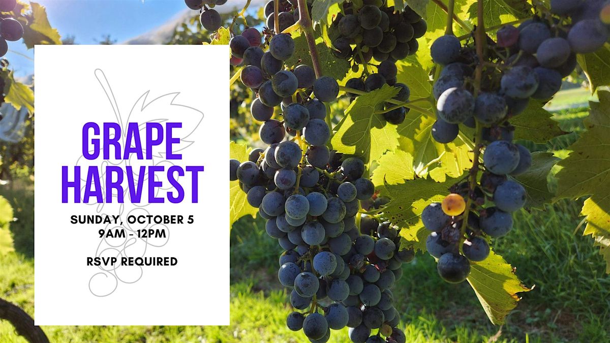 Open Harvest - Grape Picking