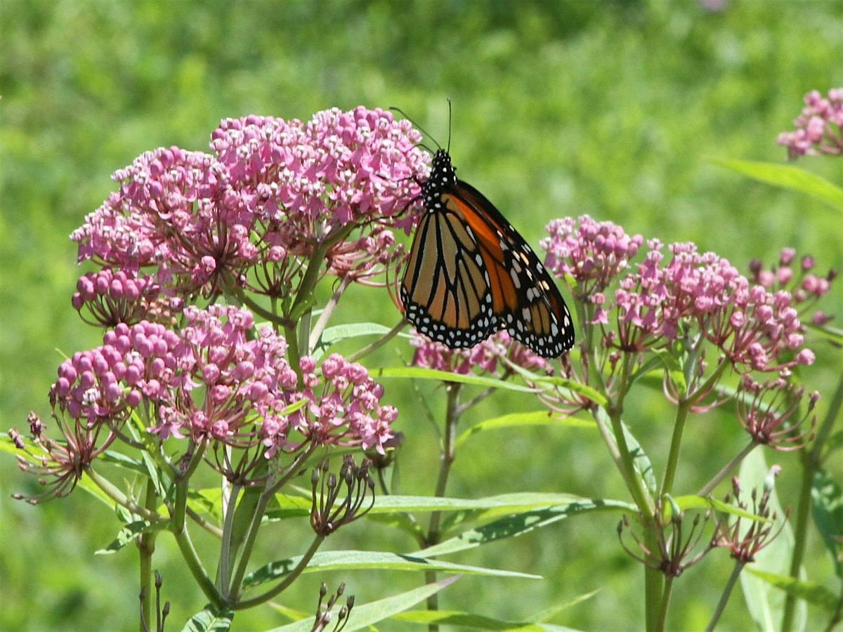 Monarchs & Milkweed