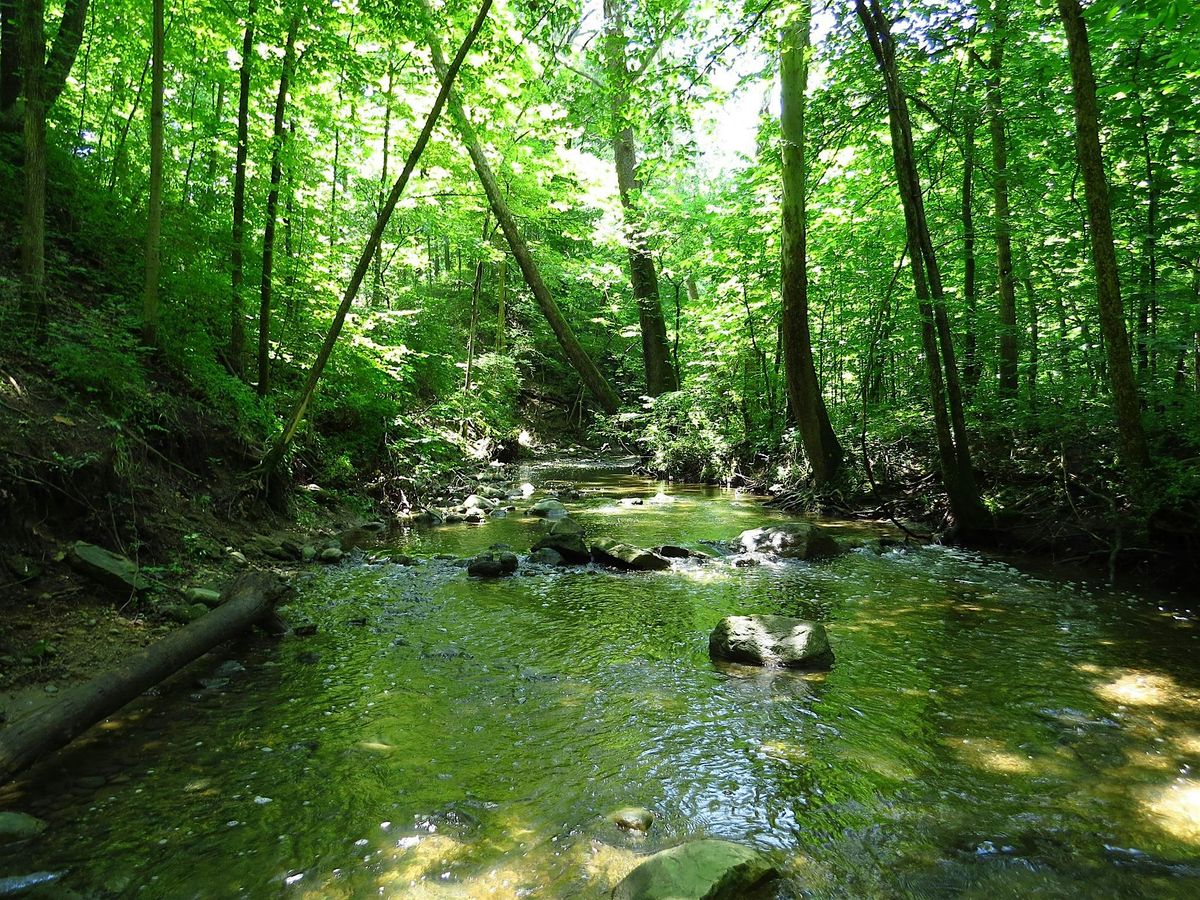 Happy Hikers Club: Creeking at Sharon Woods!