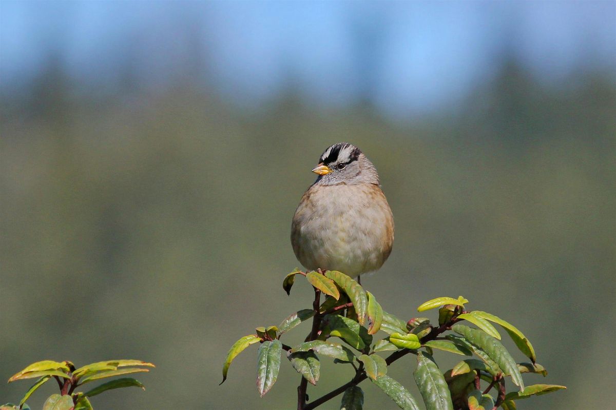 Accessible Fall Birding at Laguna Environmental Center