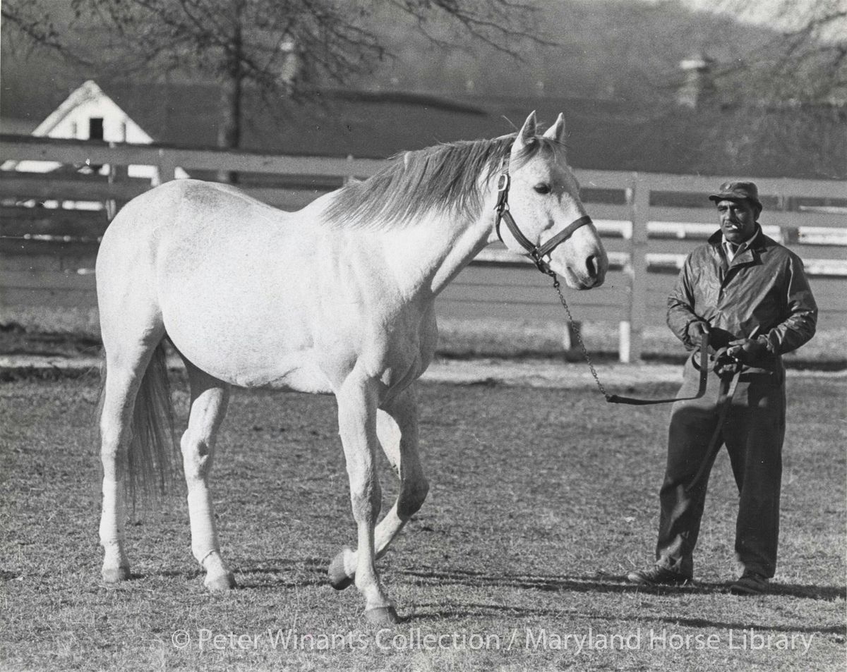 The Grey Ghost, Native Dancer