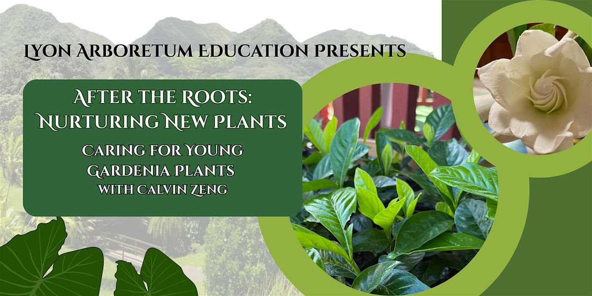 After the Roots: Nurturing New Plants - caring for  young gardenia plants