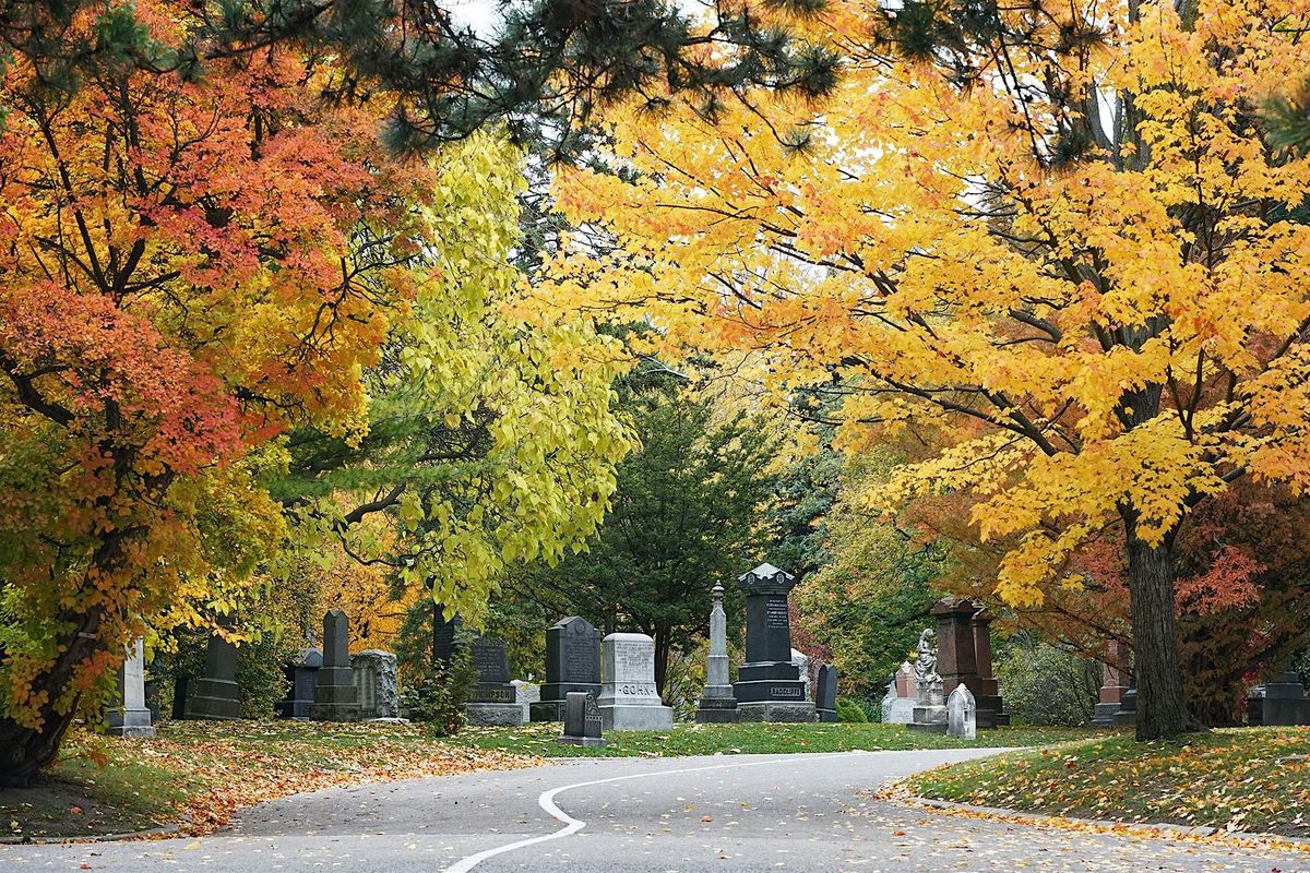 Fall Tree Walk