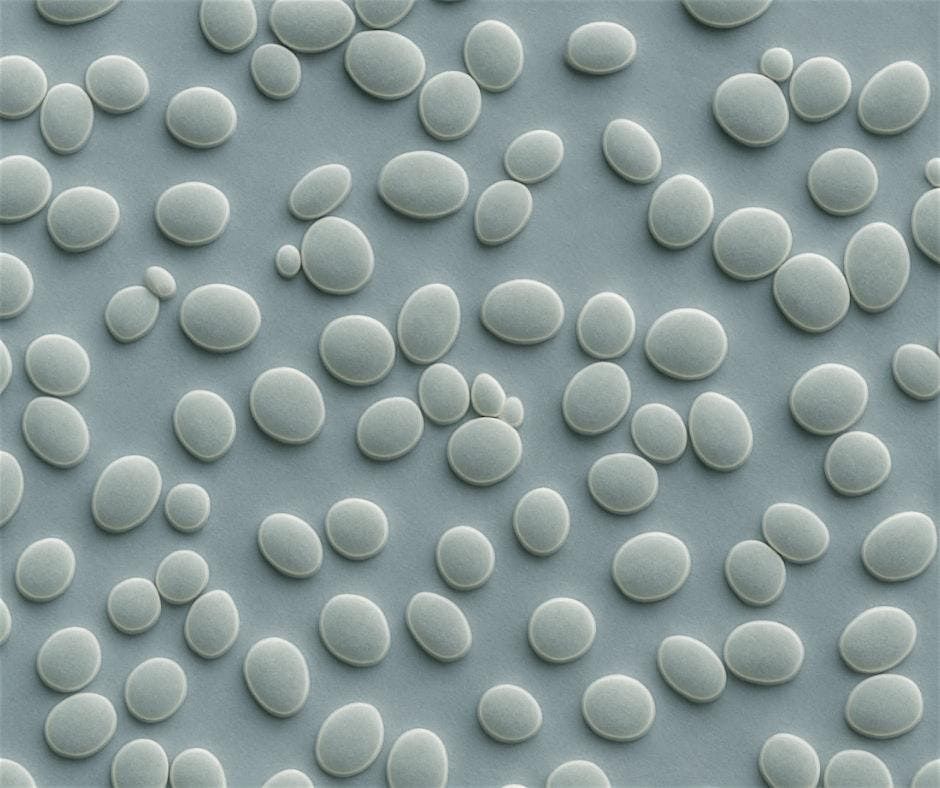 Yeast 101!