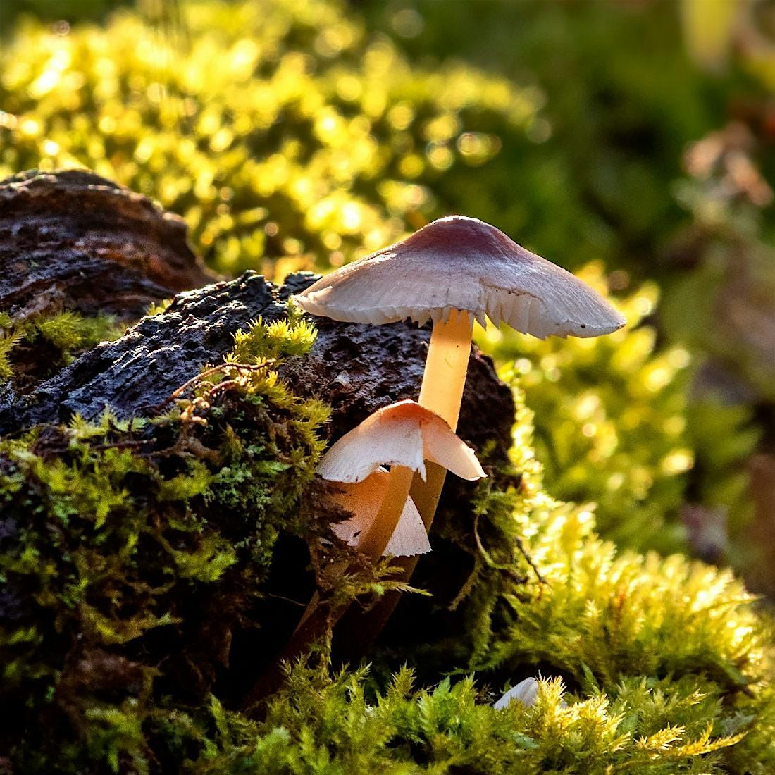 For the Love of Fungi