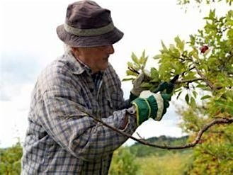 Fruit Tree Pruning for Beginners