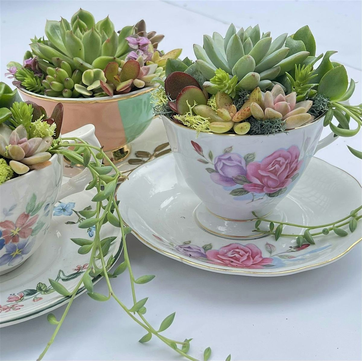 Vintage Teacup Succulent Garden Workshop