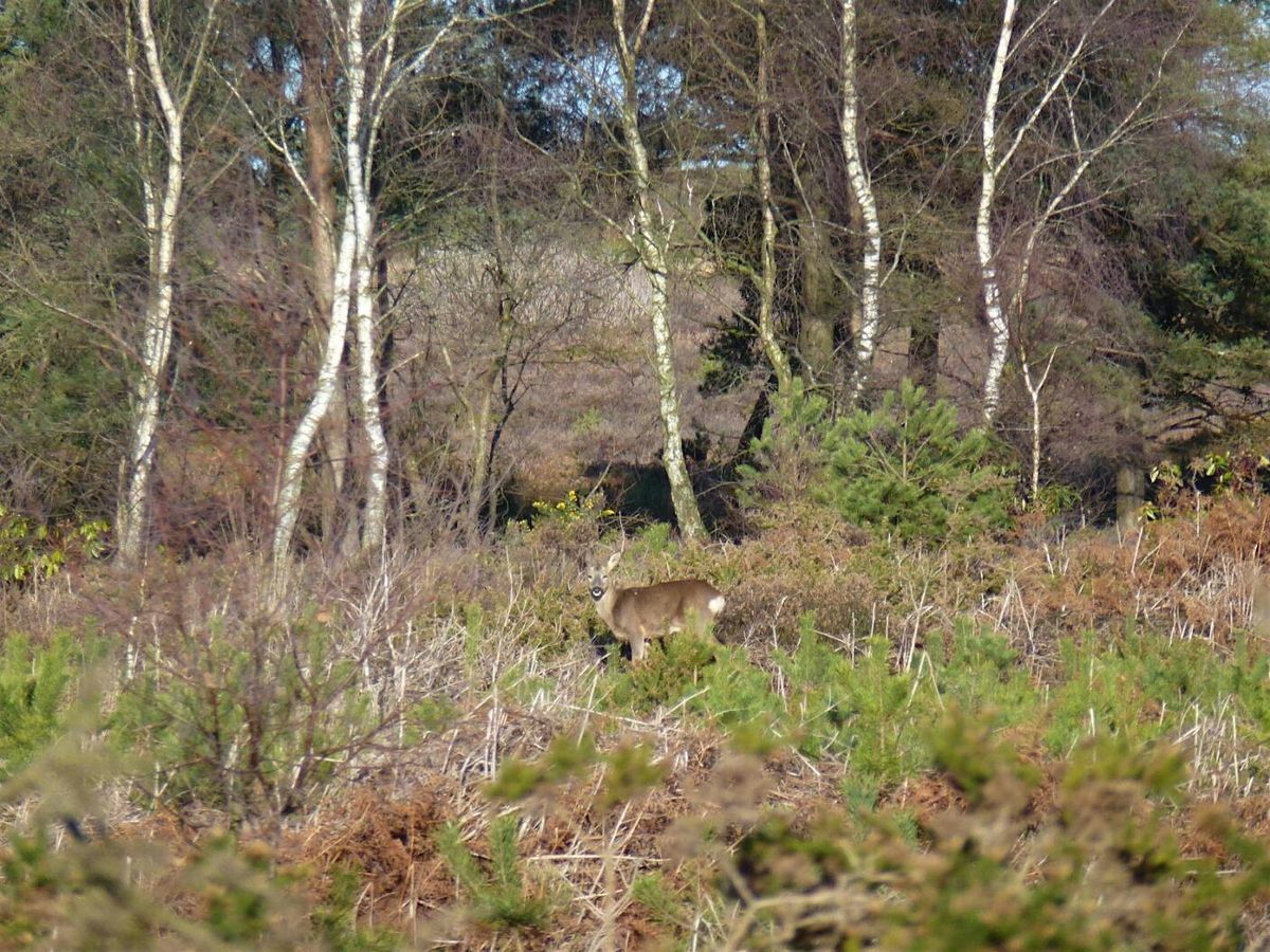 Winter Flora and Fauna Walk \u2013 Canford Heath