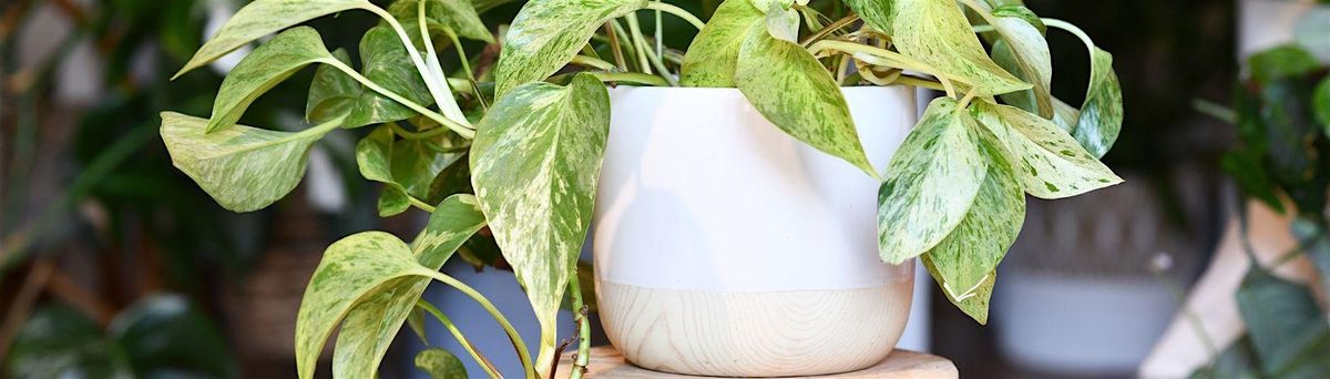 Growing Happy Houseplants