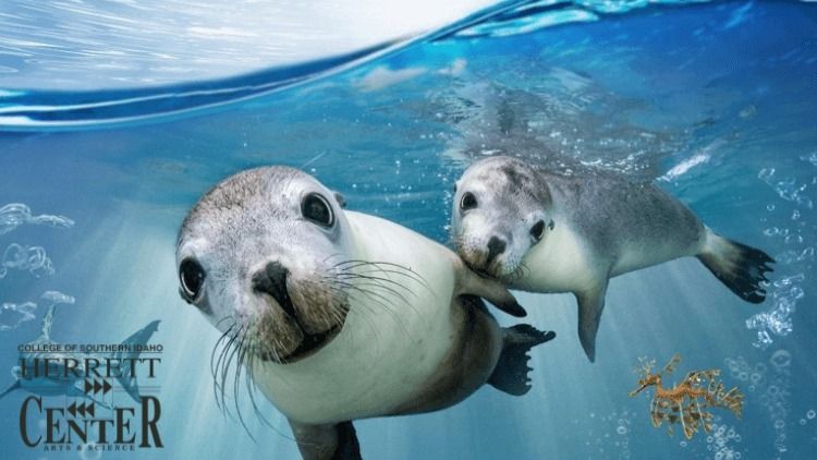 Sea Lions: Life by a Whisker Planetarium Show