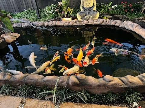 Koi Auction- Coffs Harbour Regional Botanic Gardens  