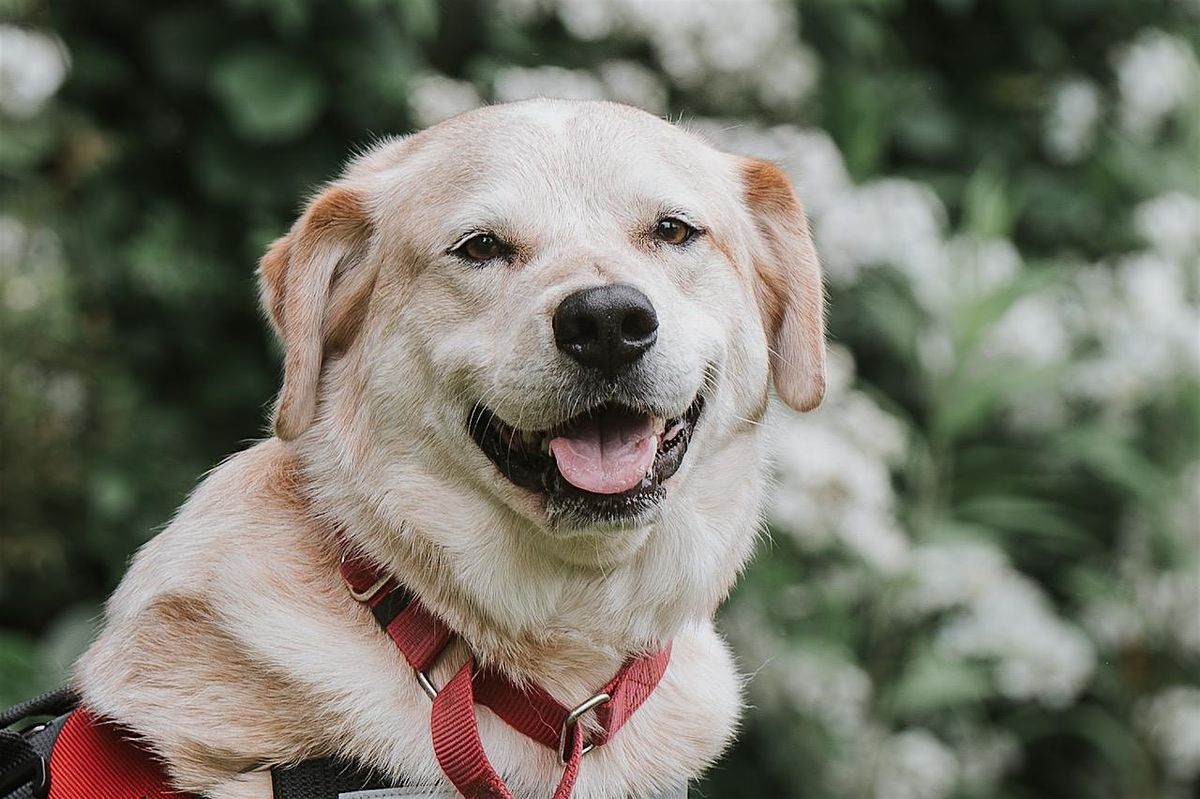 6 FREE CEUs!  Dogs as Healers: Canines in the mental health counseling